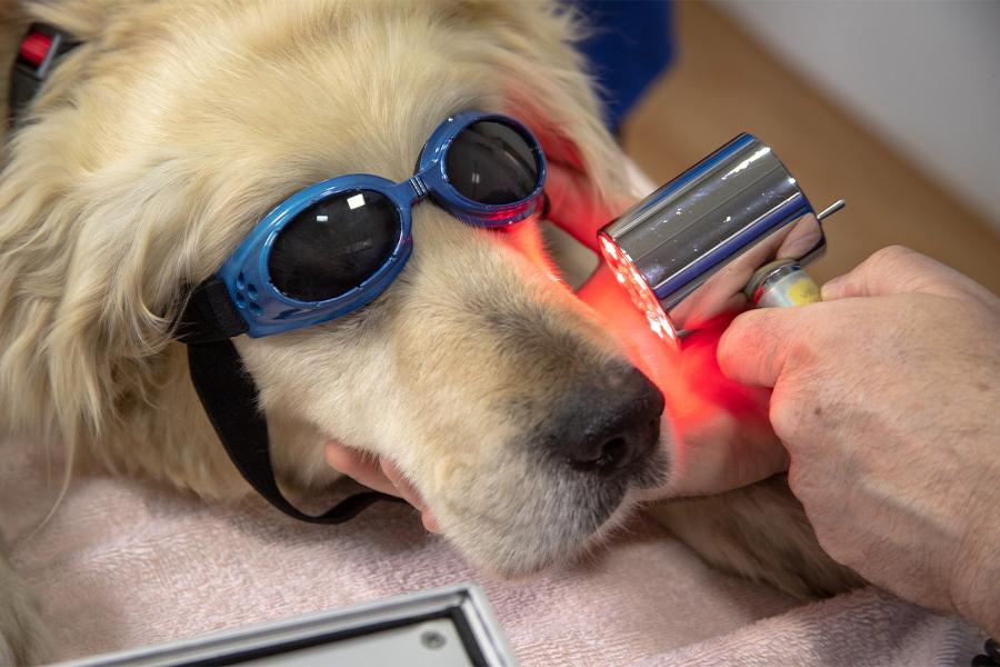 一只金毛猎犬在接受激光牙科治疗时戴着护目镜.