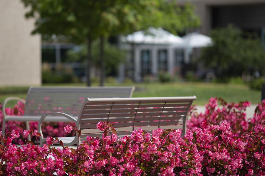 一张空长凳被粉红色的花围绕着.