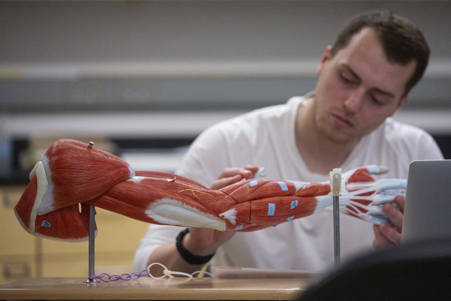 一名学生正在看一个人体解剖的手臂三维模型.