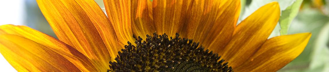 欧洲杯投注 FPM sunflower picture