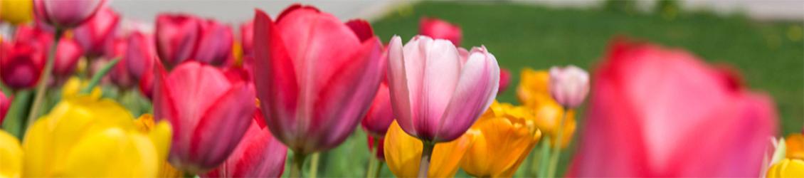 欧洲杯投注 FPM pink and gold tulips