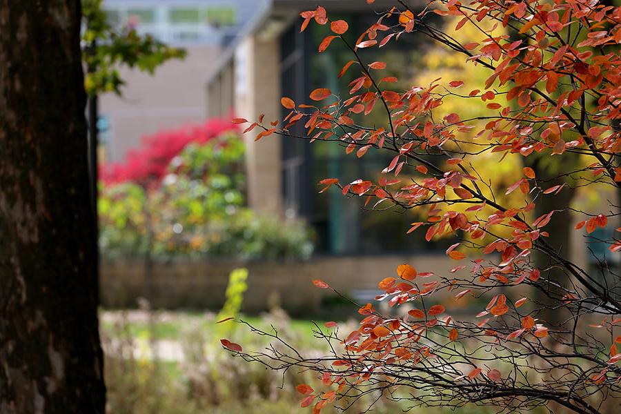 在华盛顿大学白水分校罗斯曼大厅附近，秋色交融.
