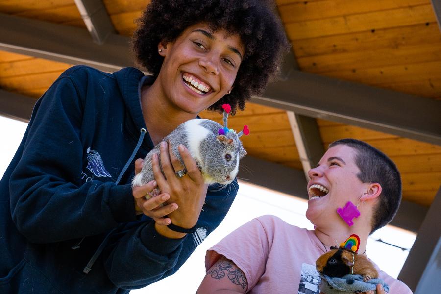 Two students laugh together, holding guinea pigs.