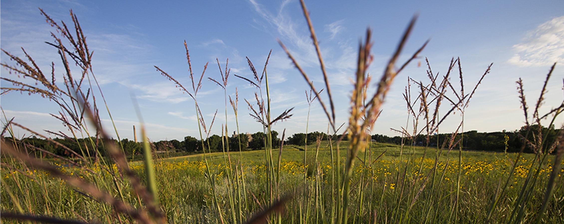 Prairie grasses against a blue sky.