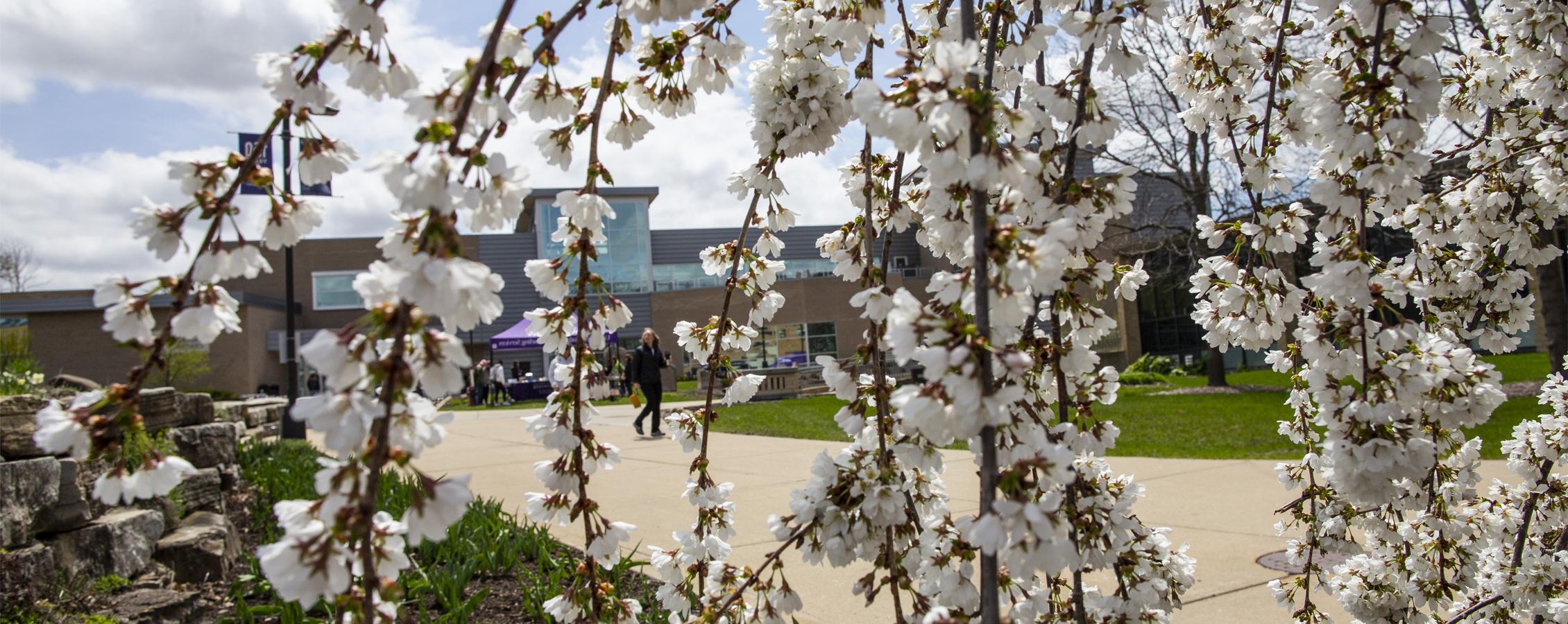 大学中心前的一棵开着白花的开花树.